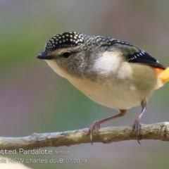 Pardalotus punctatus at Lake Conjola, NSW - 24 Jul 2019