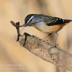 Pardalotus punctatus (Spotted Pardalote) at Ulladulla, NSW - 26 Jul 2019 by Charles Dove
