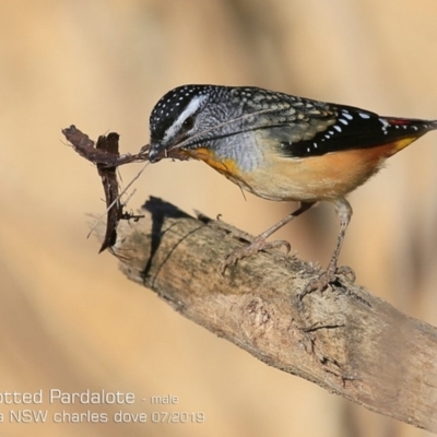 Pardalotus punctatus (Spotted Pardalote) at Ulladulla, NSW - 26 Jul 2019 by Charles Dove