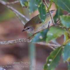 Acanthiza lineata (Striated Thornbill) at Wairo Beach and Dolphin Point - 23 Jul 2019 by Charles Dove