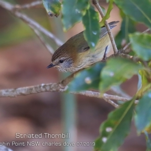 Acanthiza lineata at Dolphin Point, NSW - 24 Jul 2019