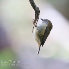 Acanthiza lineata (Striated Thornbill) at Lake Conjola, NSW - 23 Jul 2019 by Charles Dove