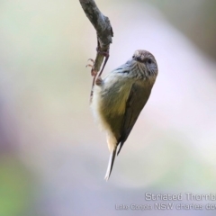 Acanthiza lineata at Lake Conjola, NSW - 24 Jul 2019