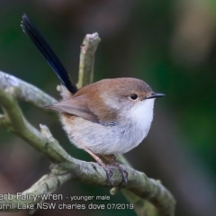 Malurus cyaneus (Superb Fairywren) at Burrill Lake, NSW - 27 Jul 2019 by Charles Dove