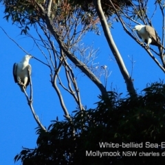Haliaeetus leucogaster (White-bellied Sea-Eagle) at Mollymook, NSW - 23 Jul 2019 by Charles Dove