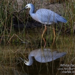 Egretta novaehollandiae (White-faced Heron) at Wairo Beach and Dolphin Point - 27 Jul 2019 by Charles Dove