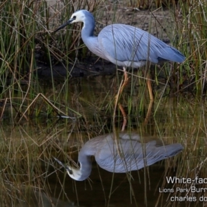 Egretta novaehollandiae at Burrill Lake, NSW - 28 Jul 2019