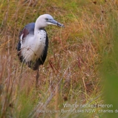 Ardea pacifica (White-necked Heron) at Wairo Beach and Dolphin Point - 27 Jul 2019 by Charles Dove