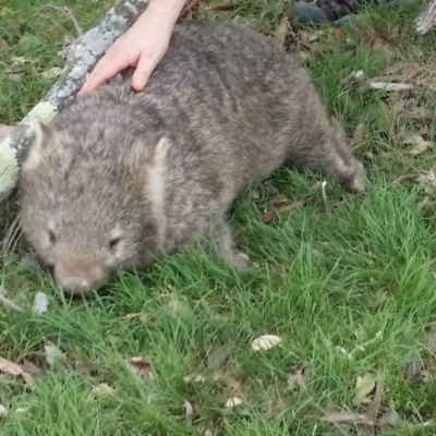 Vombatus ursinus (Common wombat, Bare-nosed Wombat) at Gundaroo, NSW - 17 Oct 2015 by Gunyijan