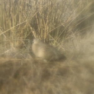 Synoicus ypsilophorus at Michelago, NSW - 15 Jun 2019 10:27 AM