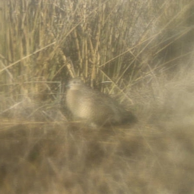 Synoicus ypsilophorus (Brown Quail) at Illilanga & Baroona - 15 Jun 2019 by Illilanga