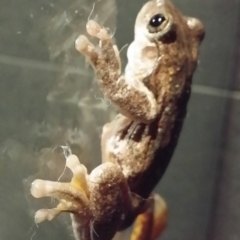 Litoria peronii at Gundaroo, NSW - 7 Jun 2016