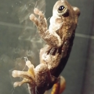 Litoria peronii at Gundaroo, NSW - 7 Jun 2016 08:47 PM