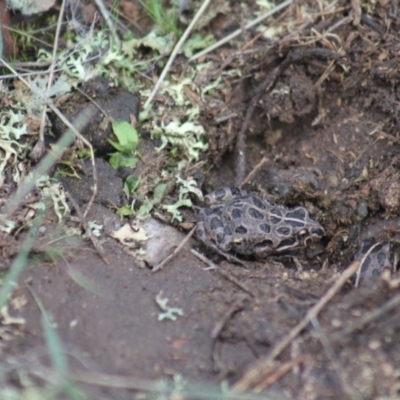 Limnodynastes tasmaniensis (Spotted Grass Frog) at Gundaroo, NSW - 11 Apr 2014 by Gunyijan