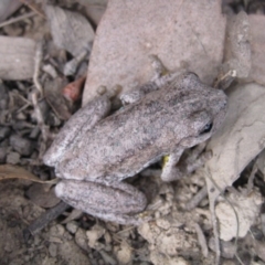 Litoria peronii (Peron's Tree Frog, Emerald Spotted Tree Frog) at Gundaroo, NSW - 24 Apr 2011 by Gunyijan