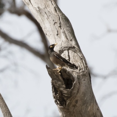 Acridotheres tristis (Common Myna) at Illilanga & Baroona - 4 Nov 2018 by Illilanga