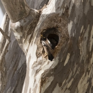 Acridotheres tristis at Michelago, NSW - 4 Nov 2018