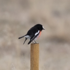 Petroica boodang (Scarlet Robin) at Illilanga & Baroona - 26 Jul 2019 by Illilanga