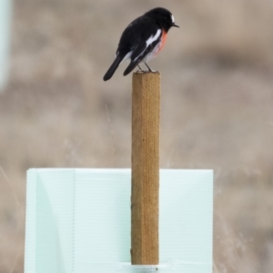 Petroica boodang at Michelago, NSW - 26 Jul 2019 12:12 PM