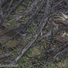 Sericornis frontalis (White-browed Scrubwren) at Coree, ACT - 21 Jul 2019 by BIrdsinCanberra