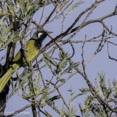 Nesoptilotis leucotis (White-eared Honeyeater) at Coree, ACT - 21 Jul 2019 by JonSteinbeck