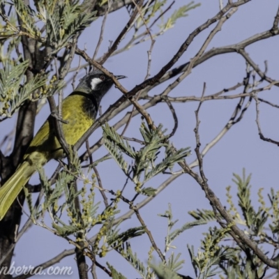 Nesoptilotis leucotis (White-eared Honeyeater) at Coree, ACT - 20 Jul 2019 by BIrdsinCanberra