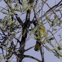 Nesoptilotis leucotis at Coree, ACT - 21 Jul 2019 07:56 AM