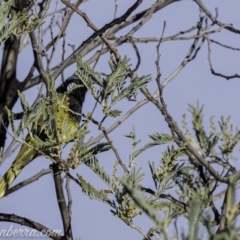 Nesoptilotis leucotis at Coree, ACT - 21 Jul 2019 07:56 AM