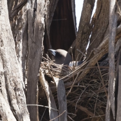 Artamus cyanopterus (Dusky Woodswallow) at Illilanga & Baroona - 16 Nov 2018 by Illilanga