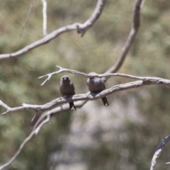 Artamus cyanopterus at Michelago, NSW - 16 Nov 2018