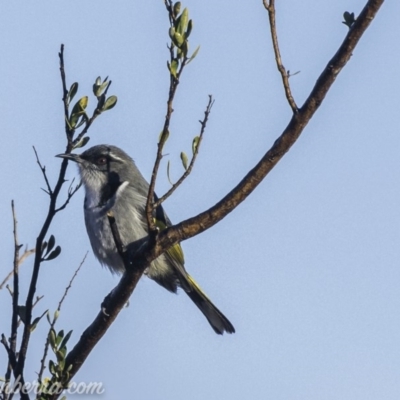 Phylidonyris pyrrhopterus (Crescent Honeyeater) at Lower Cotter Catchment - 20 Jul 2019 by BIrdsinCanberra