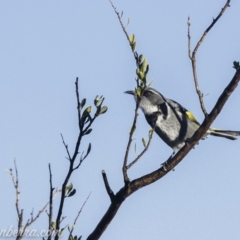 Phylidonyris pyrrhopterus at Coree, ACT - 21 Jul 2019 08:38 AM