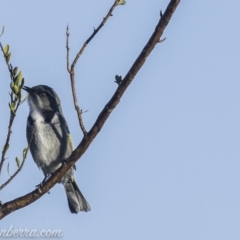 Phylidonyris pyrrhopterus at Coree, ACT - 21 Jul 2019