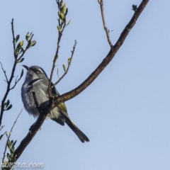 Phylidonyris pyrrhopterus at Coree, ACT - 21 Jul 2019