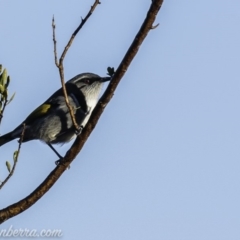 Phylidonyris pyrrhopterus at Coree, ACT - 21 Jul 2019