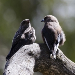 Artamus cyanopterus cyanopterus (Dusky Woodswallow) at Michelago, NSW - 2 Feb 2015 by Illilanga