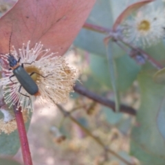 Chauliognathus lugubris (Plague Soldier Beetle) at Yass River, NSW - 14 Nov 2017 by SenexRugosus