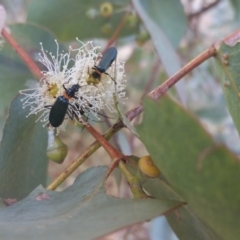 Chauliognathus lugubris at Yass River, NSW - 14 Nov 2017