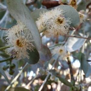 Eucalyptus cinerea subsp. cinerea at Yass River, NSW - 31 Aug 2017