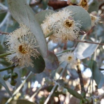 Eucalyptus cinerea subsp. cinerea (Argyle Apple) at Yass River, NSW - 31 Aug 2017 by SenexRugosus