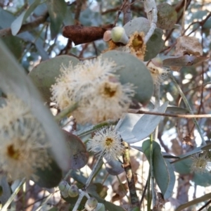 Eucalyptus cinerea subsp. cinerea at Yass River, NSW - 31 Aug 2017