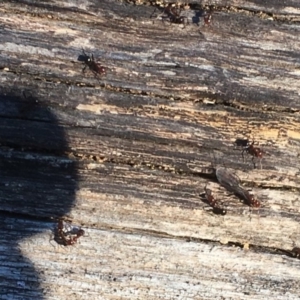 Papyrius nitidus at Deakin, ACT - suppressed