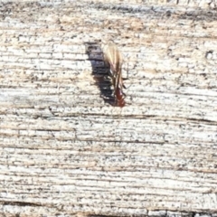 Papyrius nitidus at Deakin, ACT - suppressed