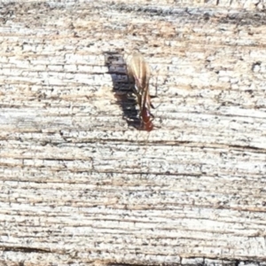 Papyrius nitidus at Deakin, ACT - 30 Jul 2019