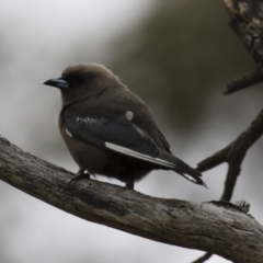 Artamus cyanopterus (Dusky Woodswallow) at Michelago, NSW - 28 Jan 2018 by Illilanga