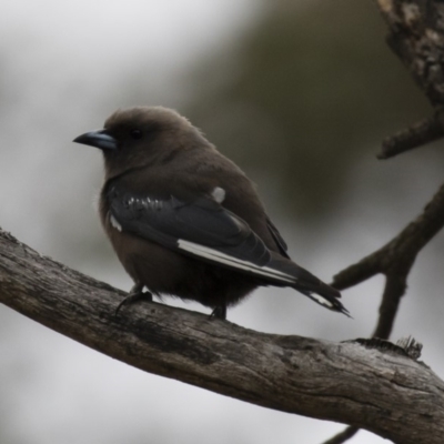 Artamus cyanopterus cyanopterus (Dusky Woodswallow) at Michelago, NSW - 27 Jan 2018 by Illilanga