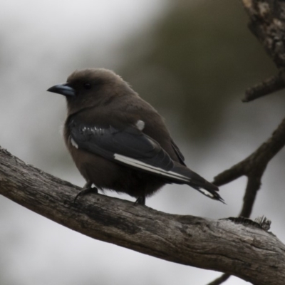 Artamus cyanopterus cyanopterus (Dusky Woodswallow) at Illilanga & Baroona - 27 Jan 2018 by Illilanga