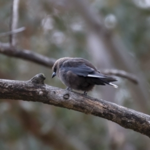 Artamus cyanopterus at Michelago, NSW - 28 Jan 2018