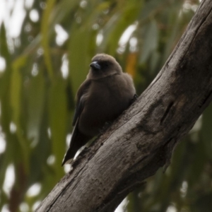 Artamus cyanopterus at Michelago, NSW - 28 Jan 2018