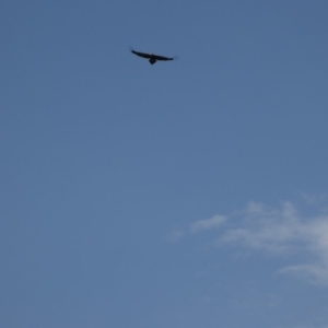 Aquila audax at Yass River, NSW - 28 Jan 2018 03:22 AM